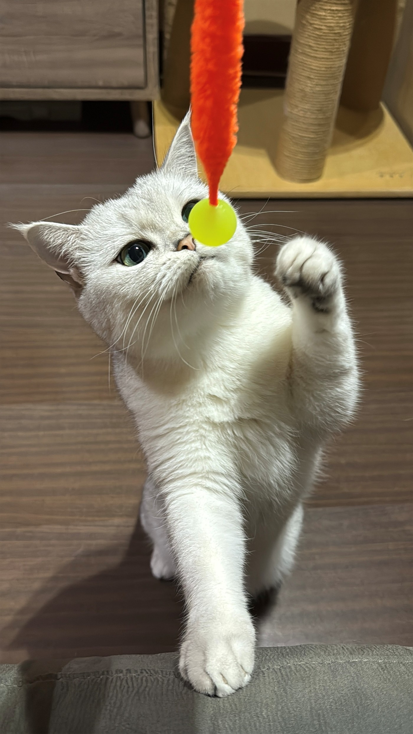 貓貓