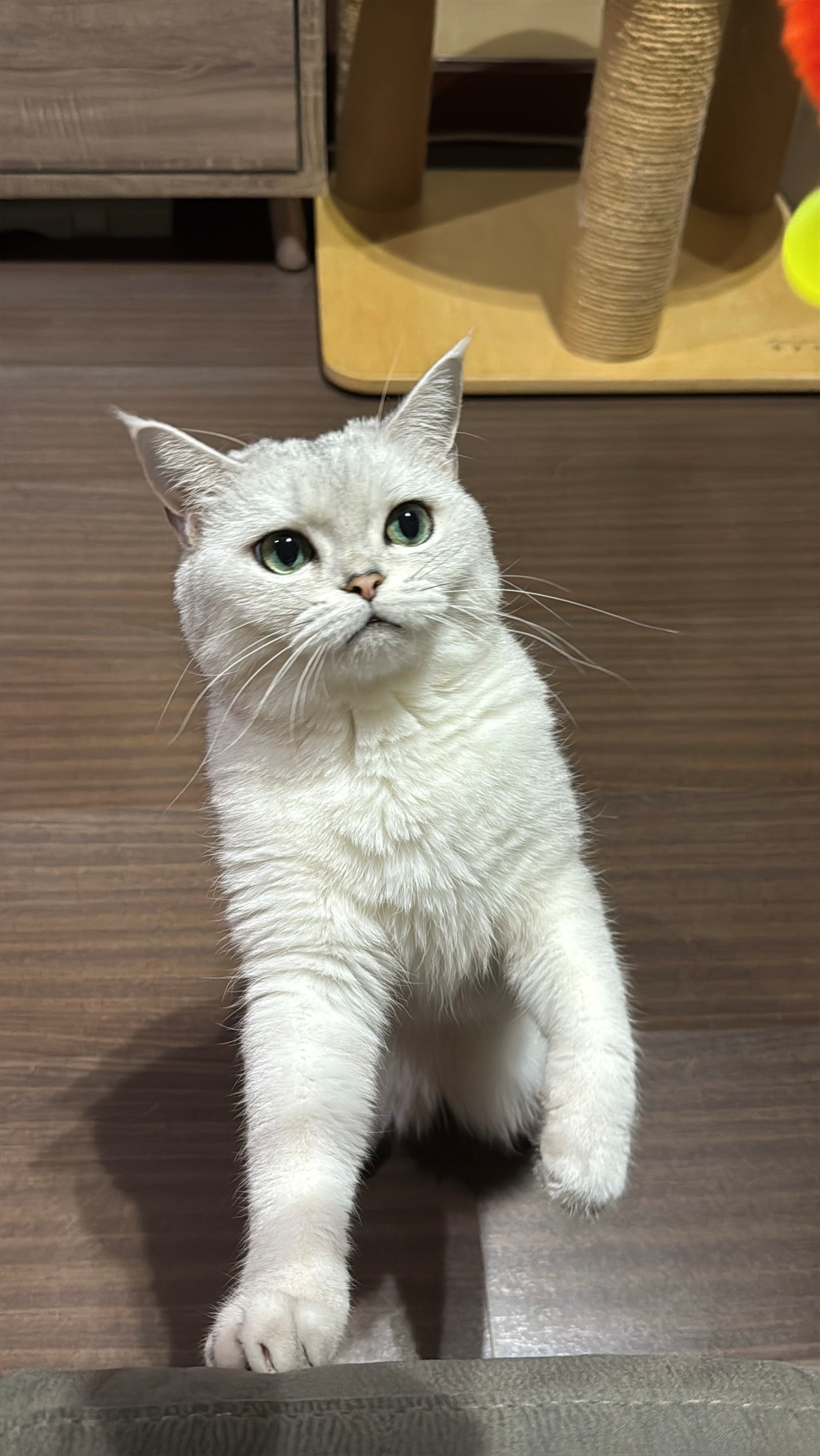 貓貓