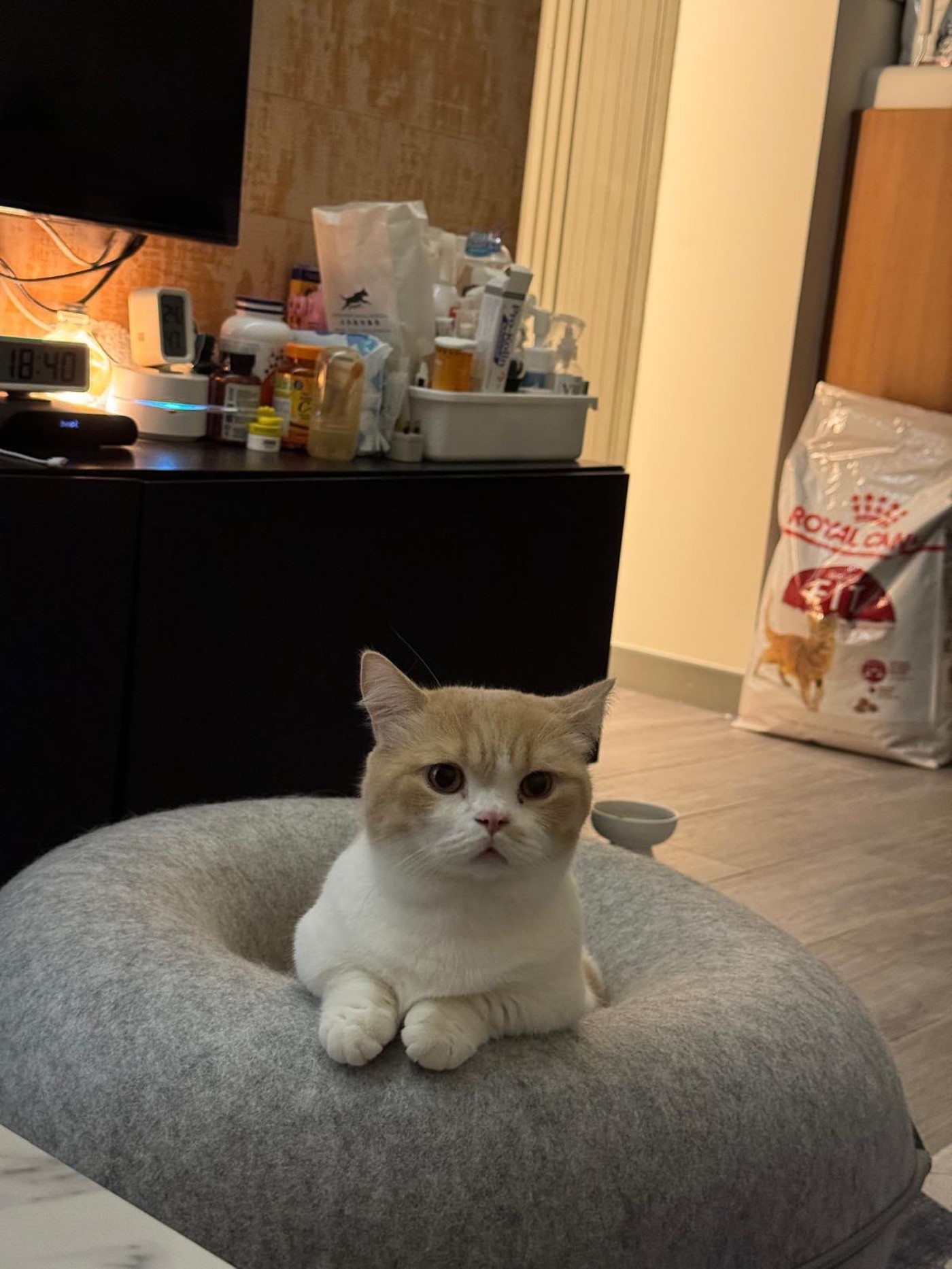毛孩