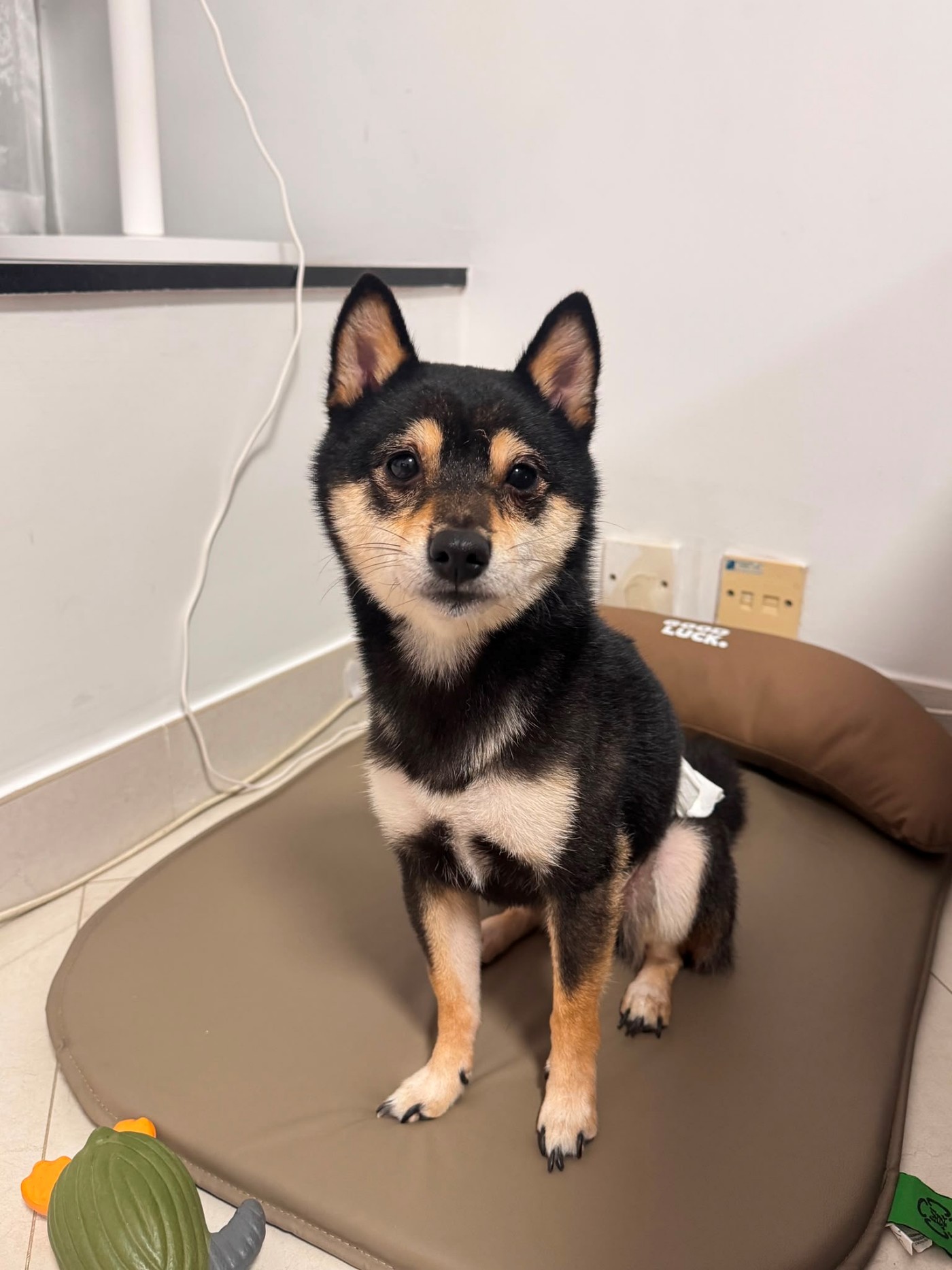 狗狗