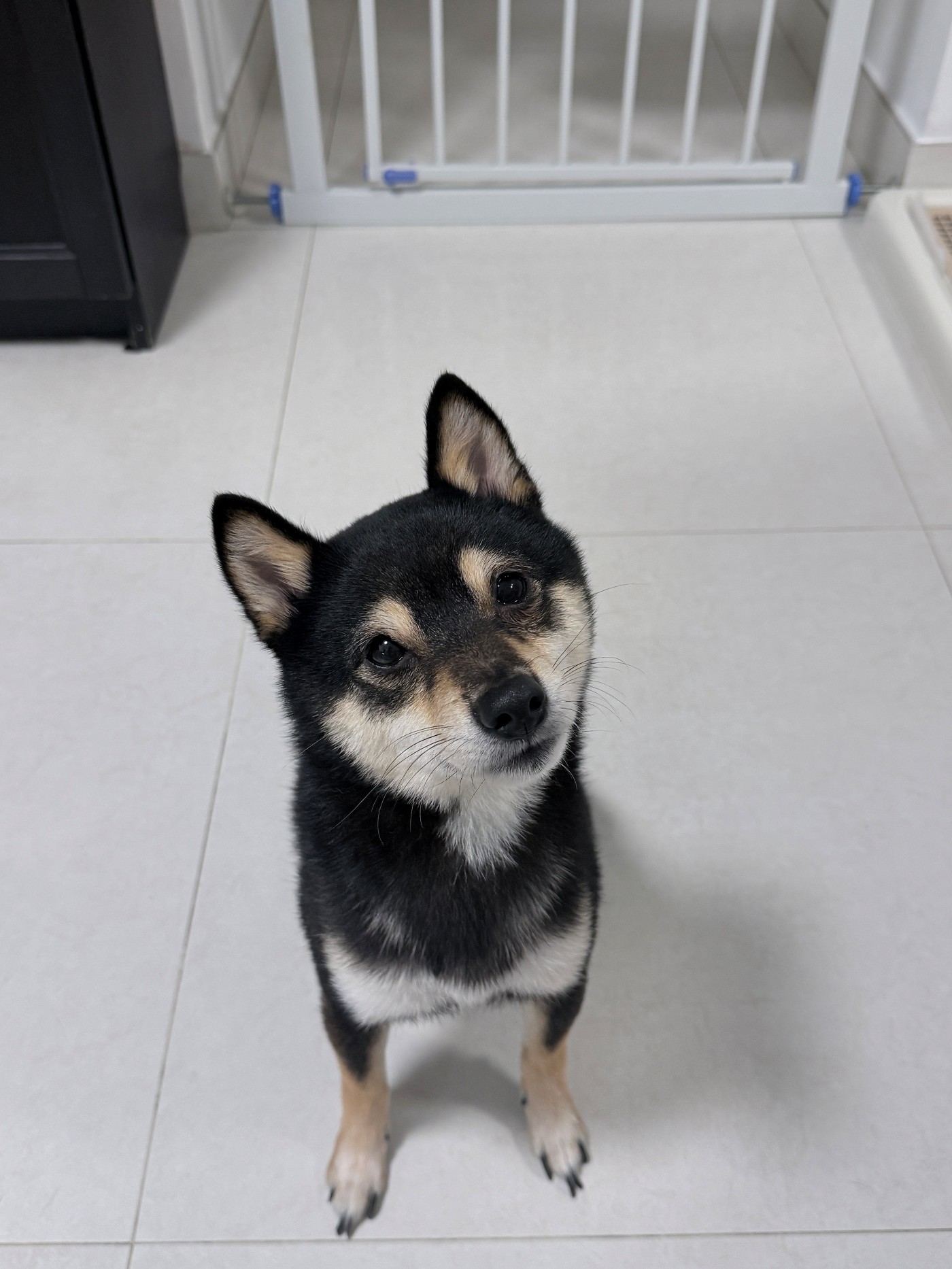 狗狗